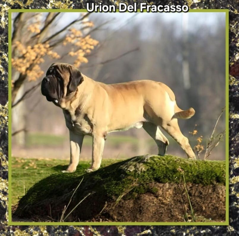 Urion Del Fracasso Titre Initial