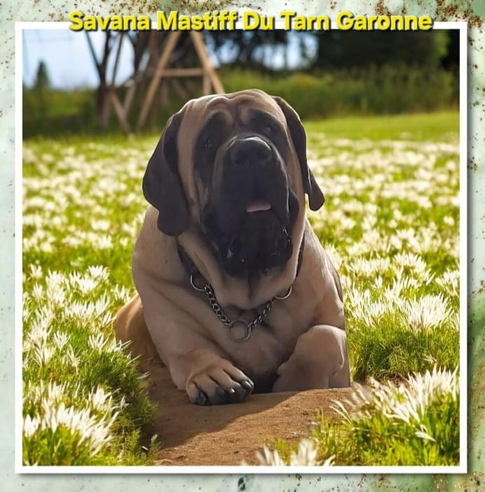 CH. Savana  Mastiff Du Tarn Garonne