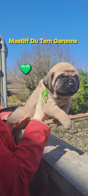 Collier vert